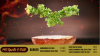 Best burger video menu template